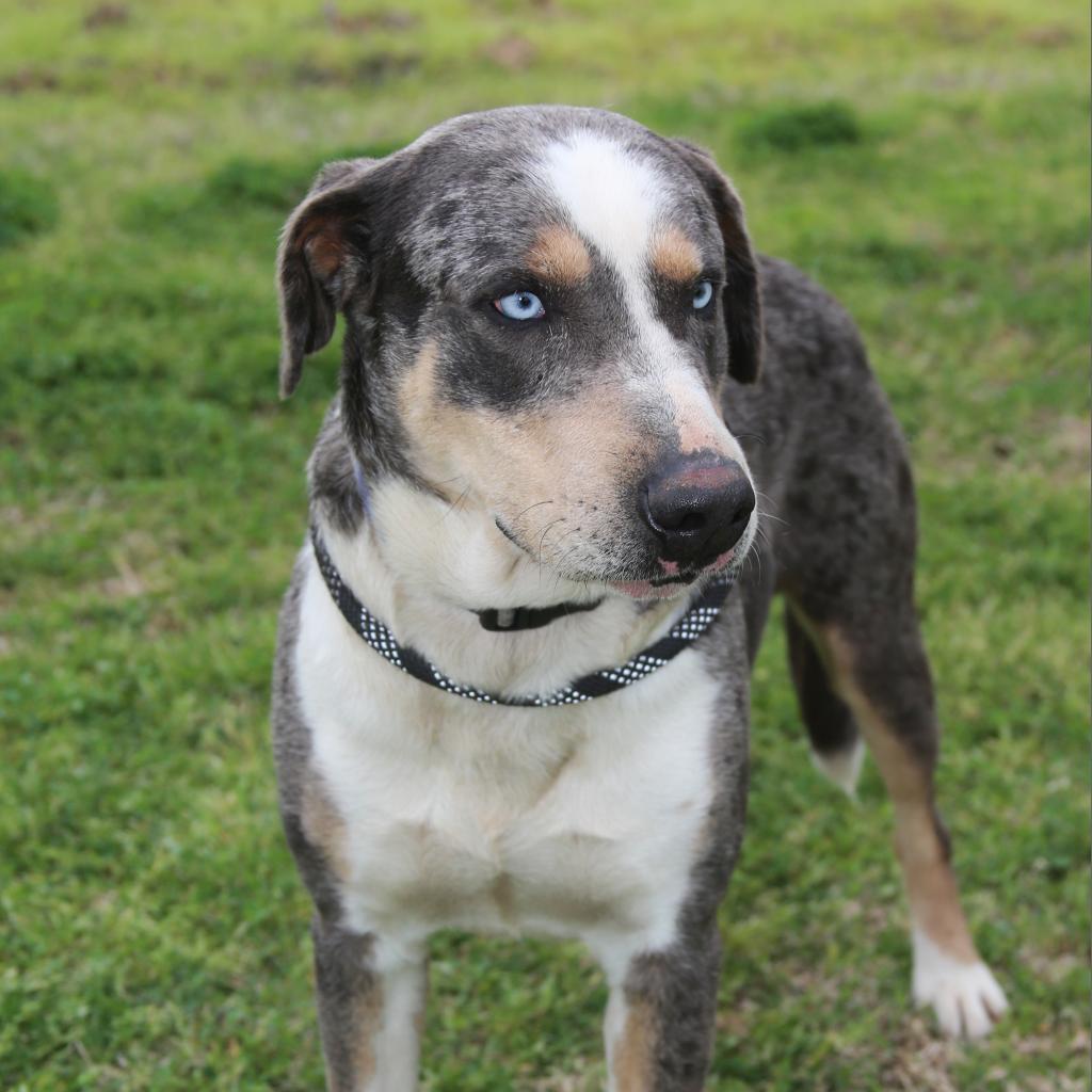 Duke of Love, an adoptable Catahoula Leopard Dog in Natchitoches, LA, 71457 | Photo Image 4