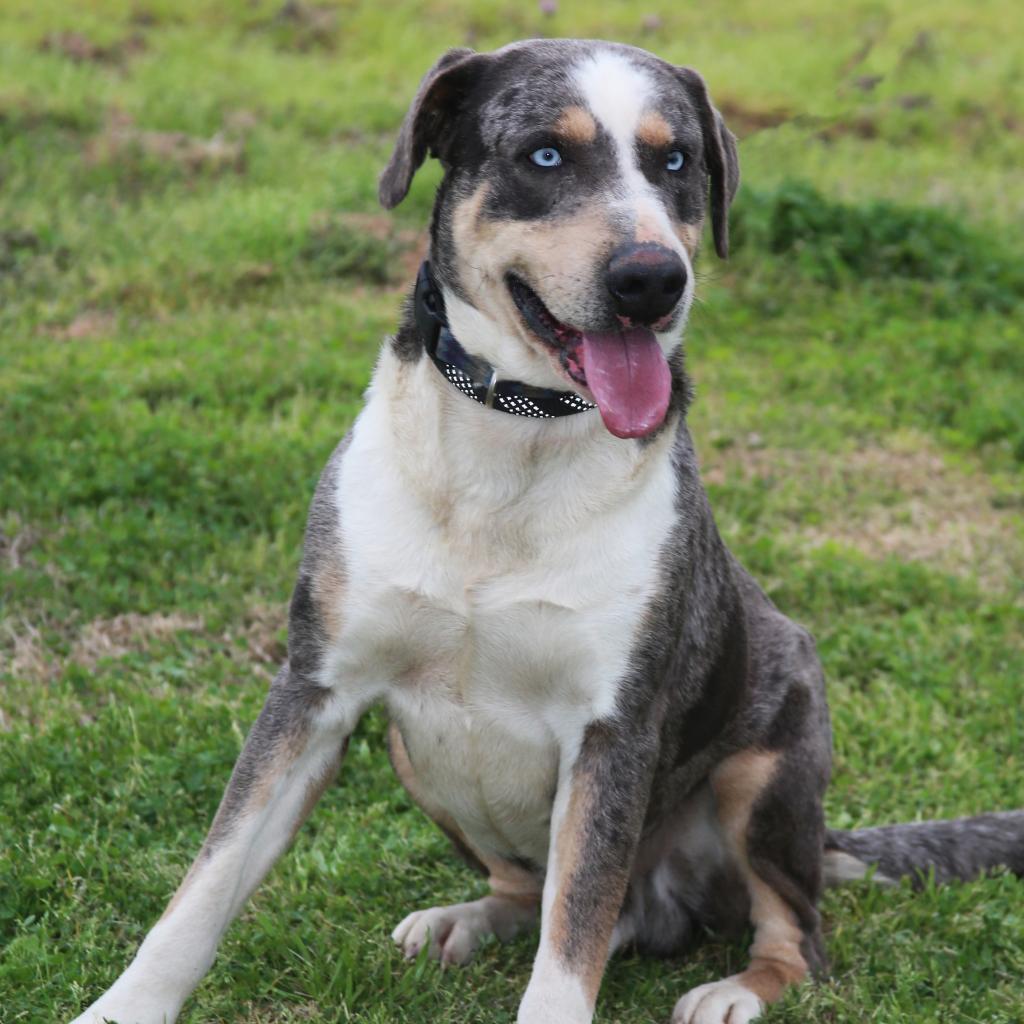 Duke of Love, an adoptable Catahoula Leopard Dog in Natchitoches, LA, 71457 | Photo Image 5