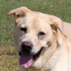 Bruno, Senior Male Yellow Labrador Retriever