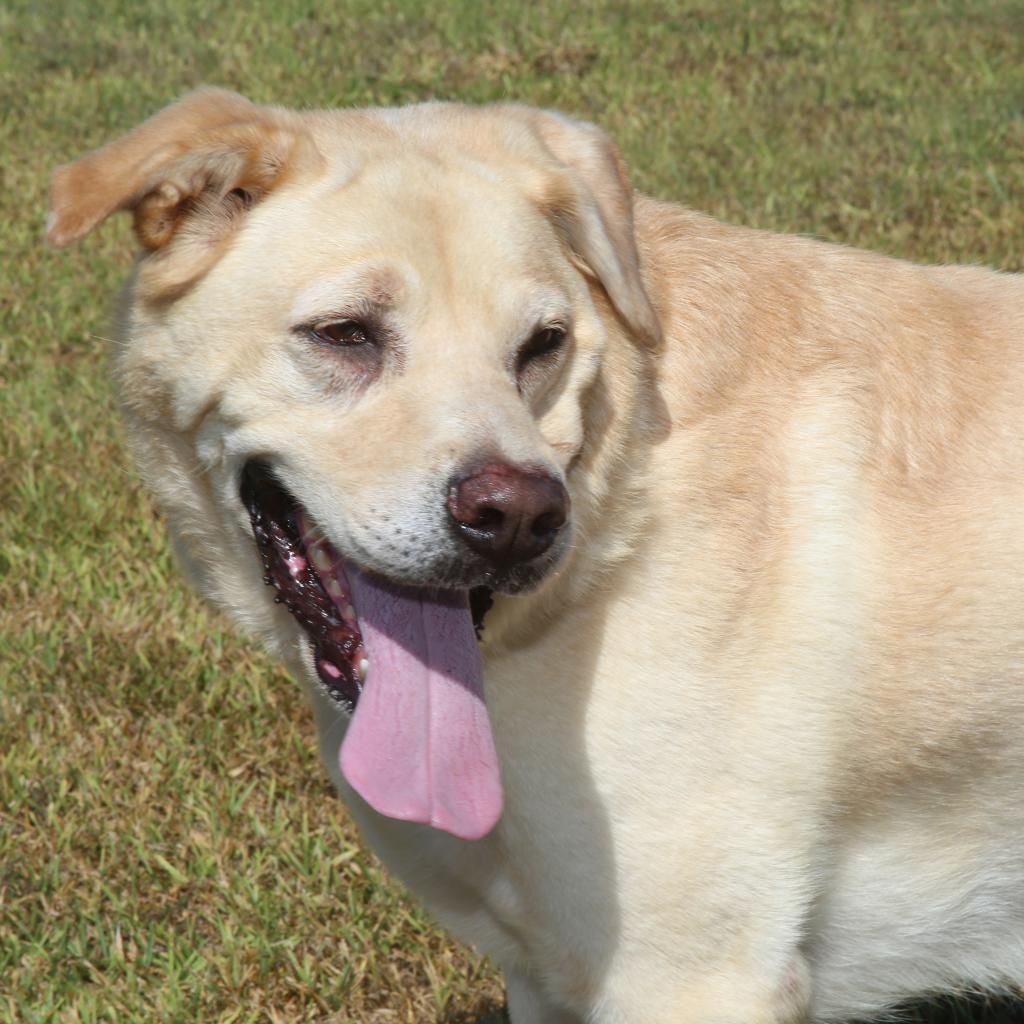 Bruno