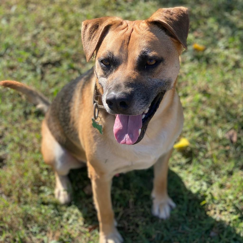 Buddie, an adoptable Shepherd in Natchitoches, LA, 71457 | Photo Image 1