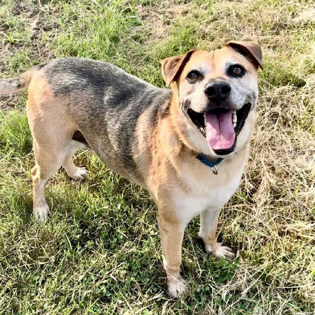 Buddie, an adoptable Shepherd in Natchitoches, LA, 71457 | Photo Image 2