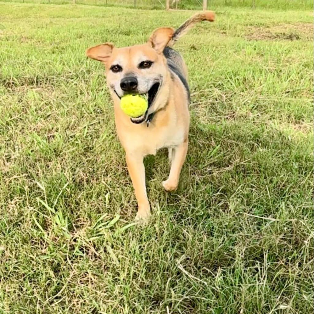 Buddie, an adoptable Shepherd in Natchitoches, LA, 71457 | Photo Image 3