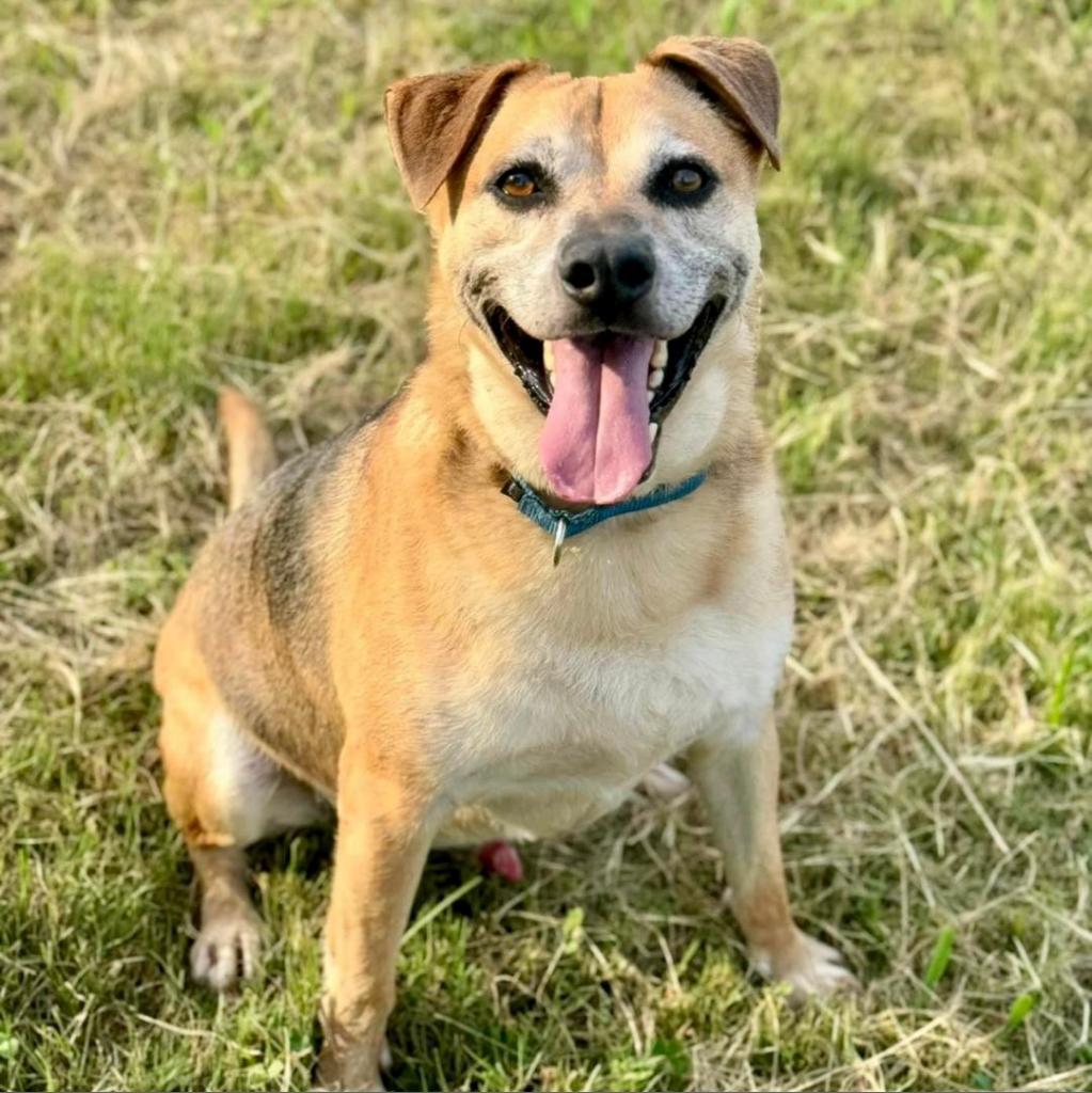 Buddie, an adoptable Shepherd in Natchitoches, LA, 71457 | Photo Image 4