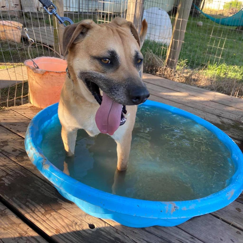 Buddie, an adoptable Shepherd in Natchitoches, LA, 71457 | Photo Image 5