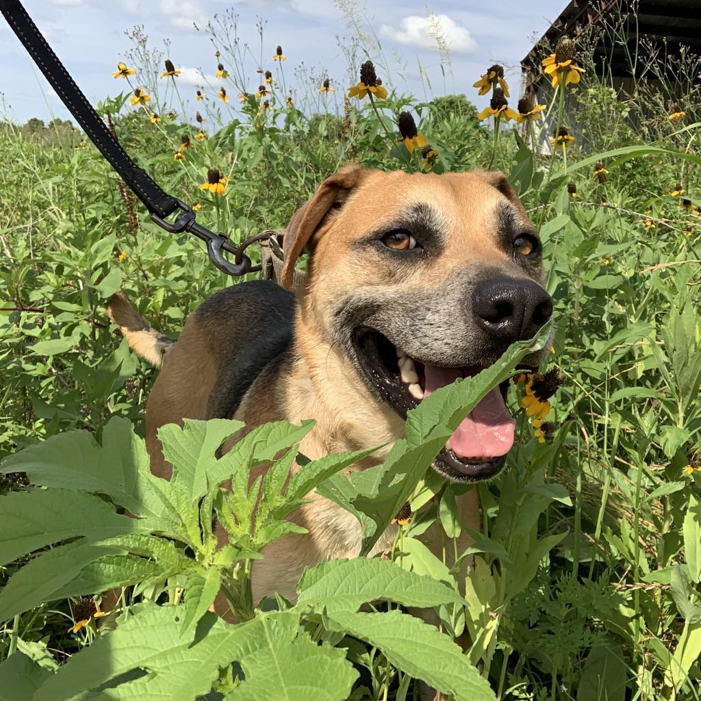 Buddie, an adoptable Shepherd in Natchitoches, LA, 71457 | Photo Image 6