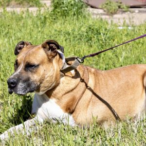 Mitch, Adult Male American Staffordshire Terrier