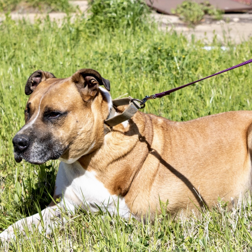 Mitch, an adoptable American Staffordshire Terrier, Mixed Breed in Natchitoches, LA, 71457 | Photo Image 1
