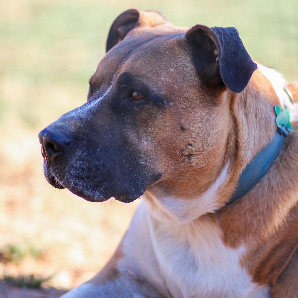 Mitch, an adoptable American Staffordshire Terrier, Mixed Breed in Natchitoches, LA, 71457 | Photo Image 2