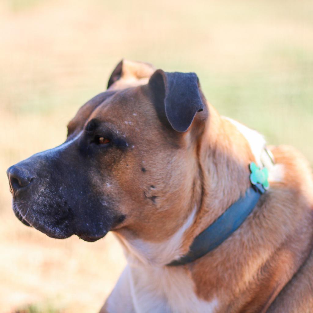 Mitch, an adoptable American Staffordshire Terrier, Mixed Breed in Natchitoches, LA, 71457 | Photo Image 3