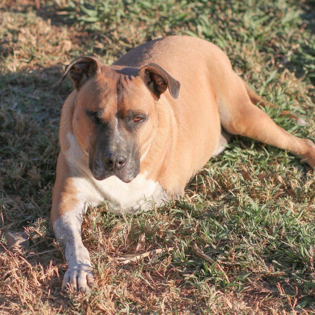 Mitch, an adoptable American Staffordshire Terrier, Mixed Breed in Natchitoches, LA, 71457 | Photo Image 4
