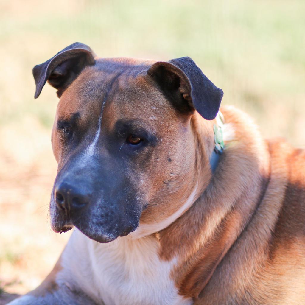 Mitch, an adoptable American Staffordshire Terrier, Mixed Breed in Natchitoches, LA, 71457 | Photo Image 5