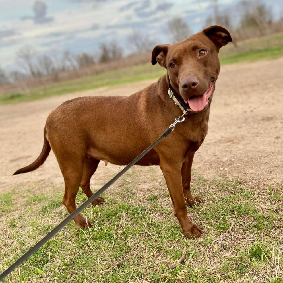 Buckie, an adoptable Chocolate Labrador Retriever, Mixed Breed in Natchitoches, LA, 71457 | Photo Image 1
