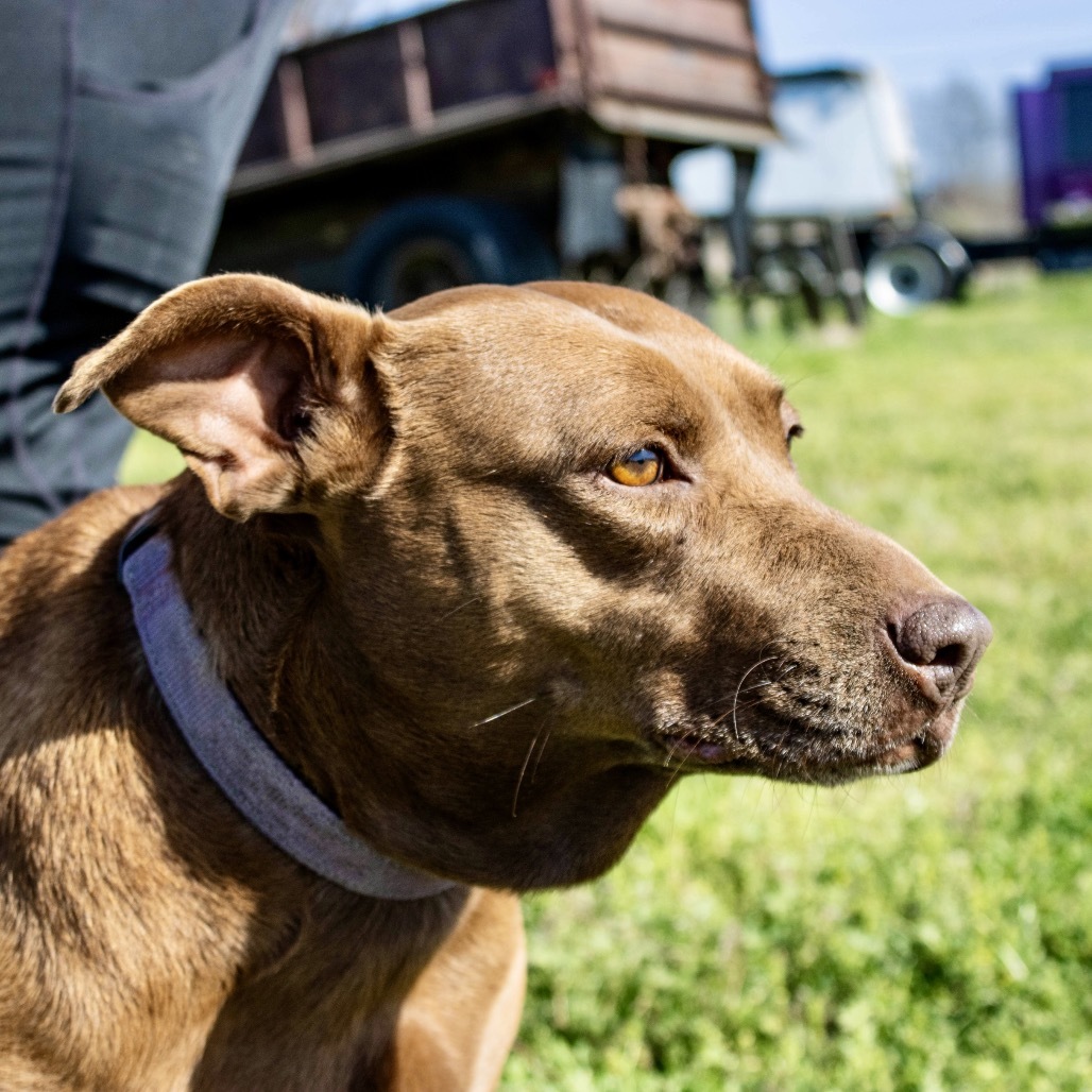 Buckie, an adoptable Chocolate Labrador Retriever, Mixed Breed in Natchitoches, LA, 71457 | Photo Image 3