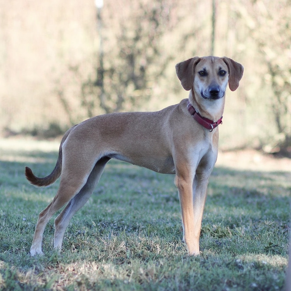 Collette, an adoptable Whippet in Natchitoches, LA, 71457 | Photo Image 1