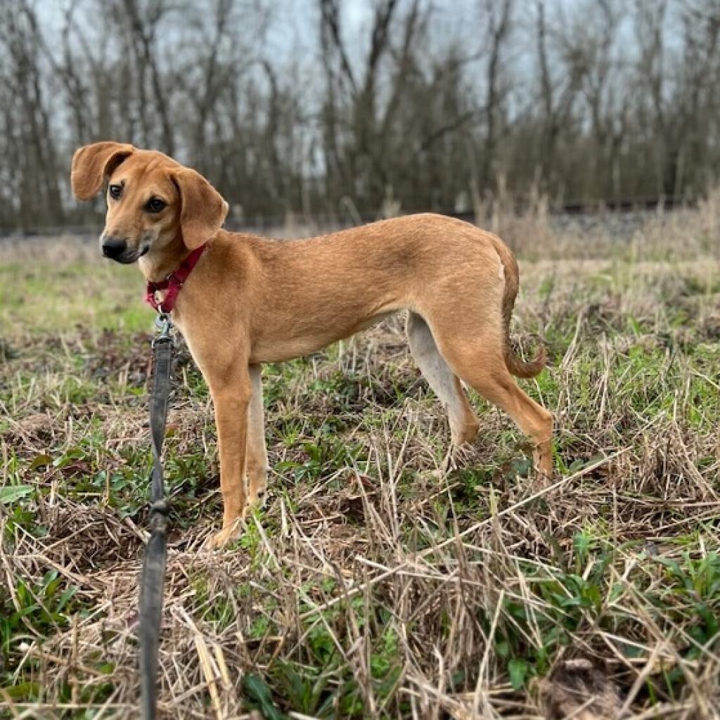Collette, an adoptable Whippet in Natchitoches, LA, 71457 | Photo Image 5