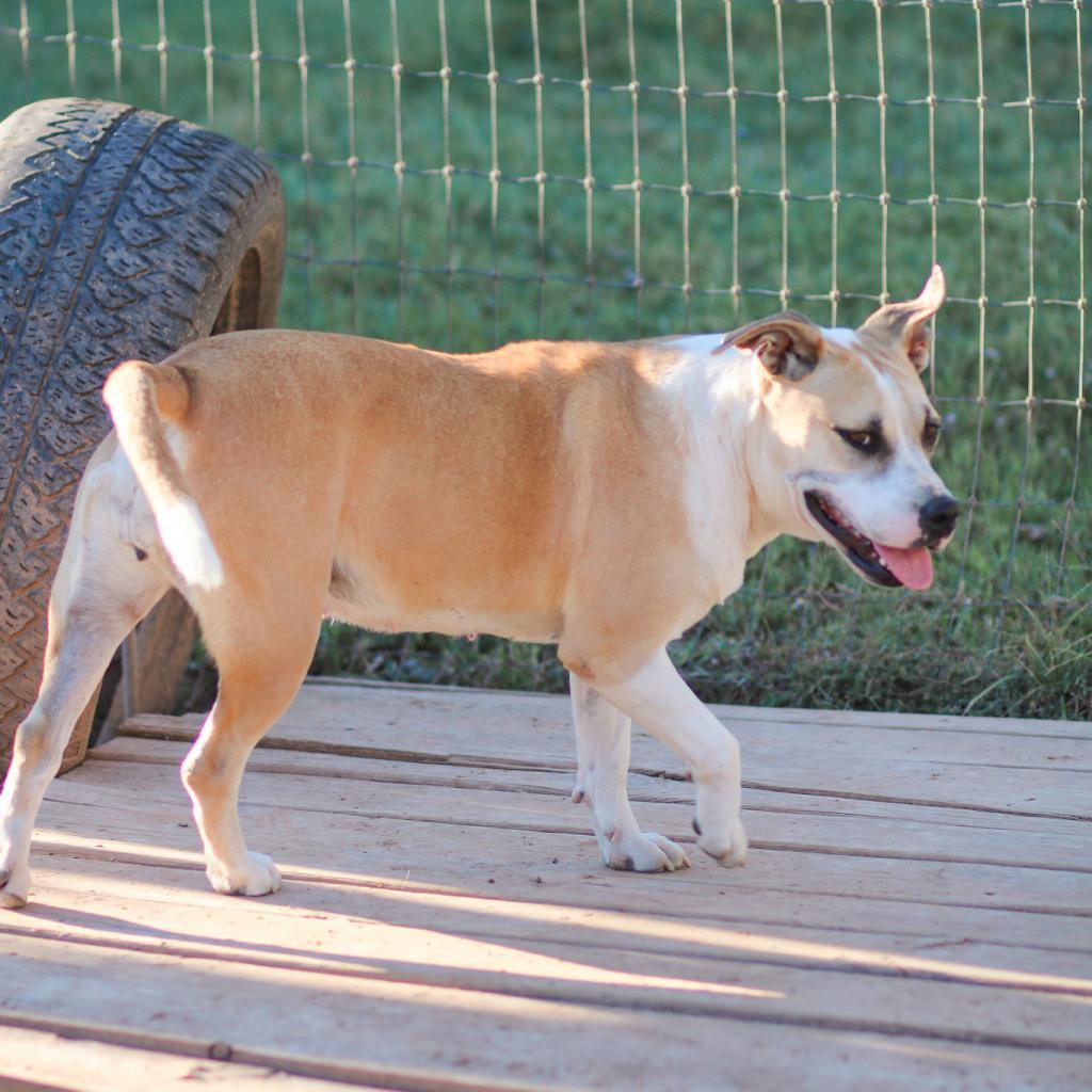 Ella, an adoptable Pit Bull Terrier, Mixed Breed in Natchitoches, LA, 71457 | Photo Image 3