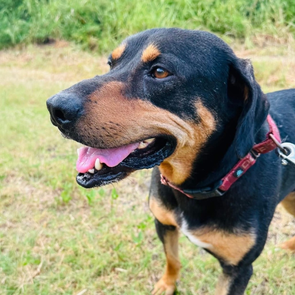 Coal, an adoptable Hound in Natchitoches, LA, 71457 | Photo Image 1