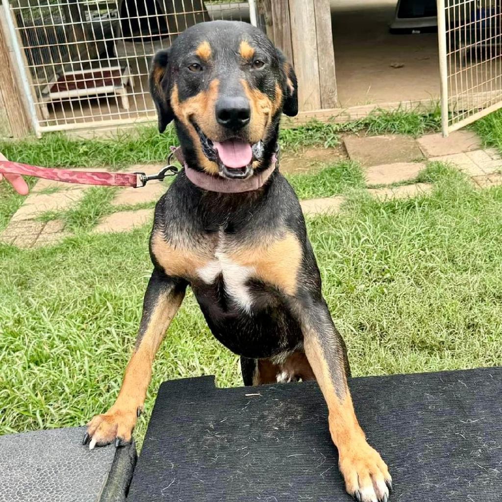 Coal, an adoptable Hound in Natchitoches, LA, 71457 | Photo Image 3