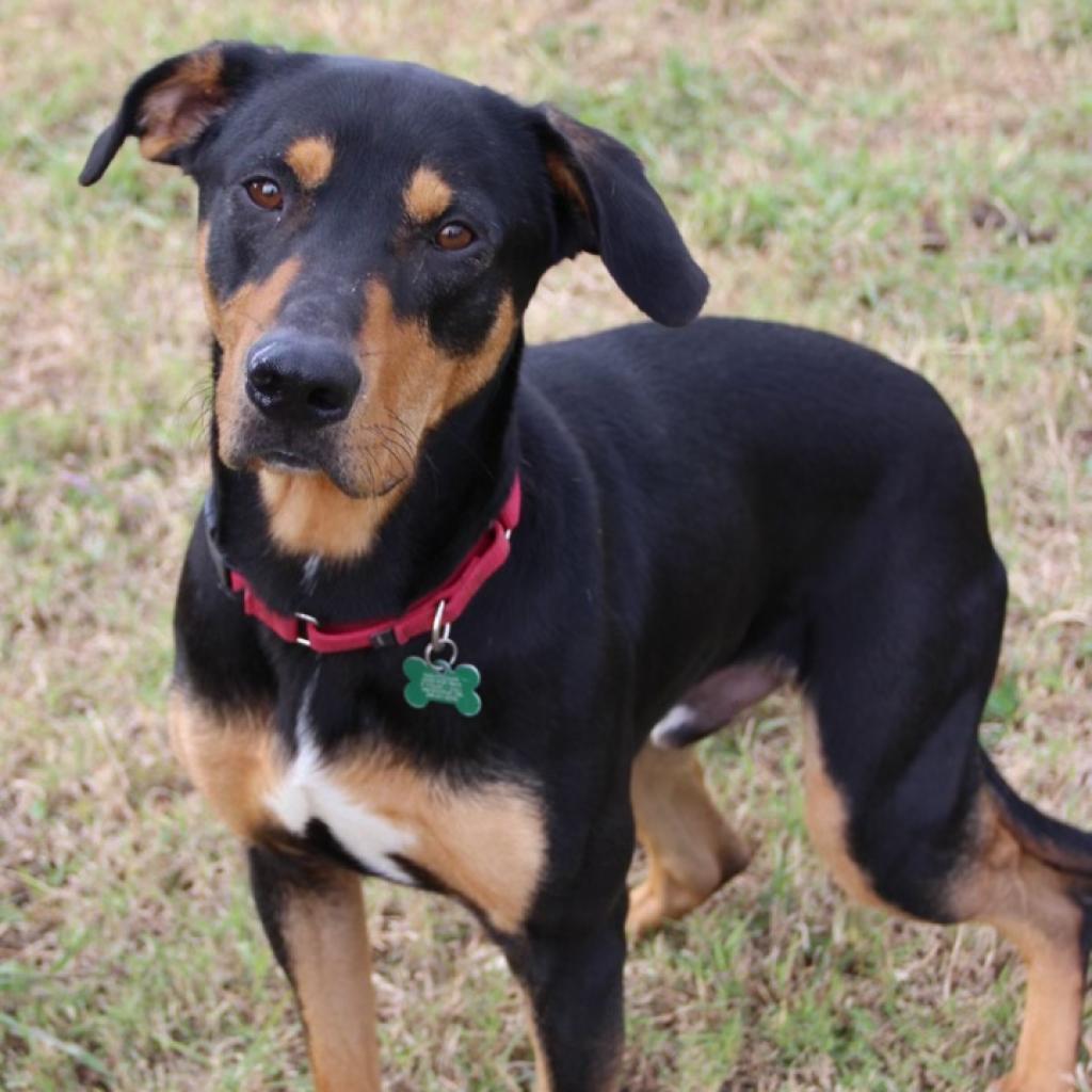 Coal, an adoptable Hound in Natchitoches, LA, 71457 | Photo Image 5