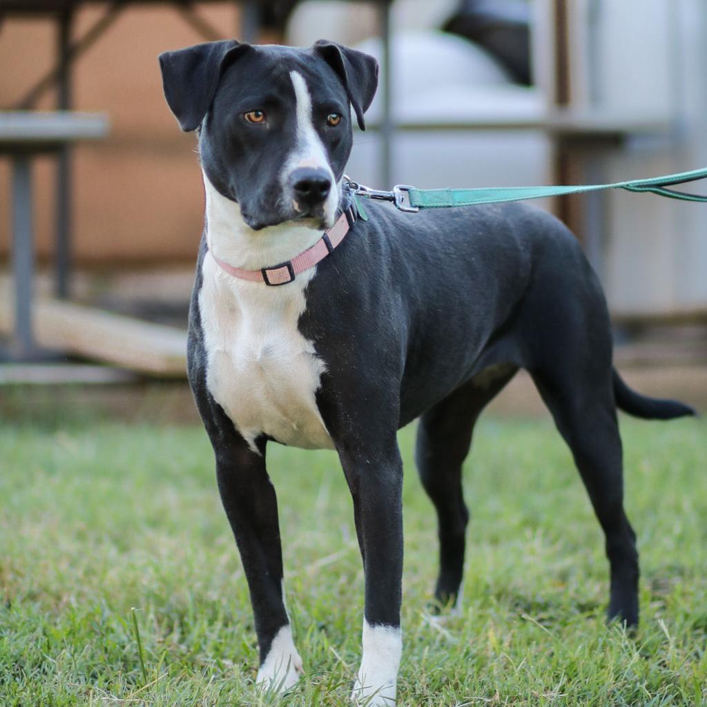Sammy, an adoptable Mixed Breed in Natchitoches, LA, 71457 | Photo Image 1