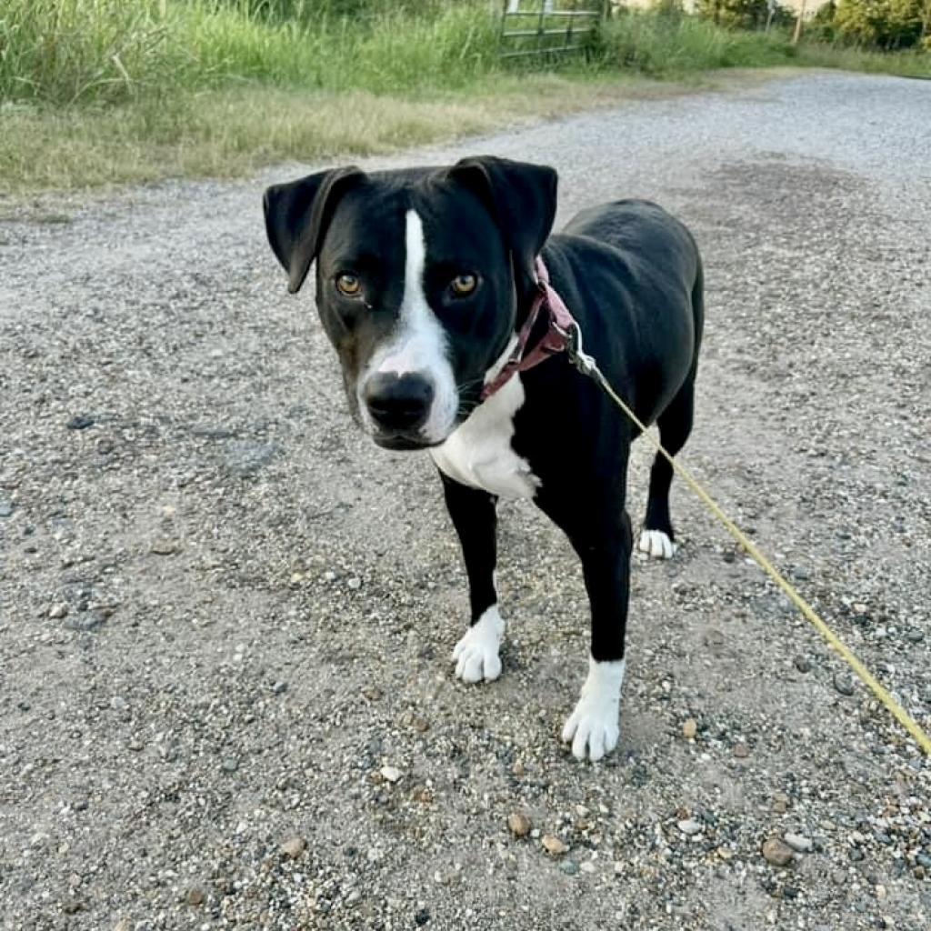 Sammy, an adoptable Mixed Breed in Natchitoches, LA, 71457 | Photo Image 2