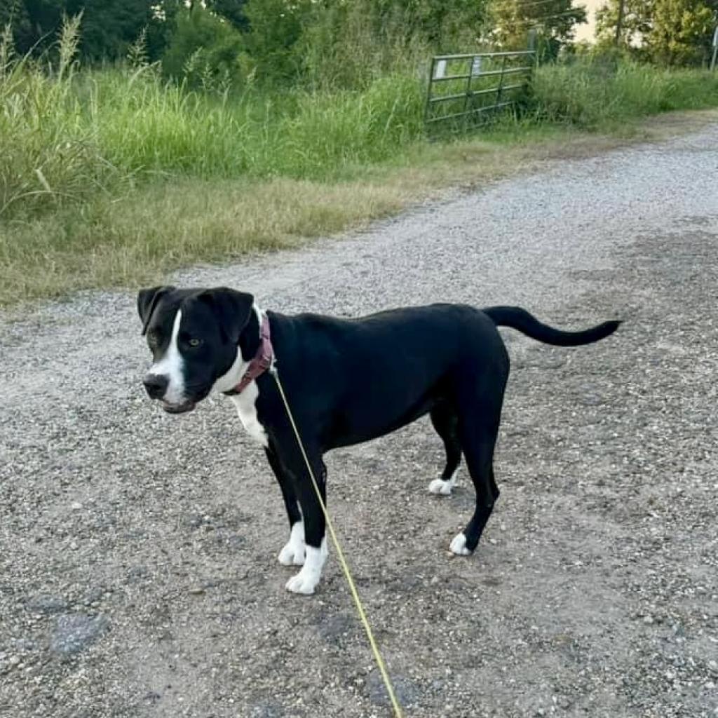Sammy, an adoptable Mixed Breed in Natchitoches, LA, 71457 | Photo Image 3