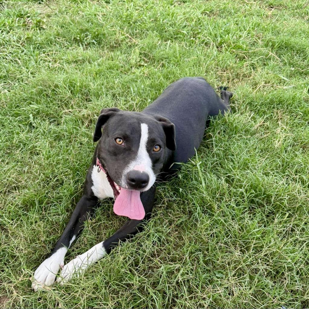 Sammy