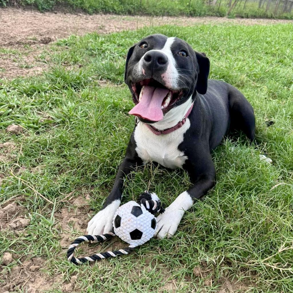 Sammy, an adoptable Mixed Breed in Natchitoches, LA, 71457 | Photo Image 5