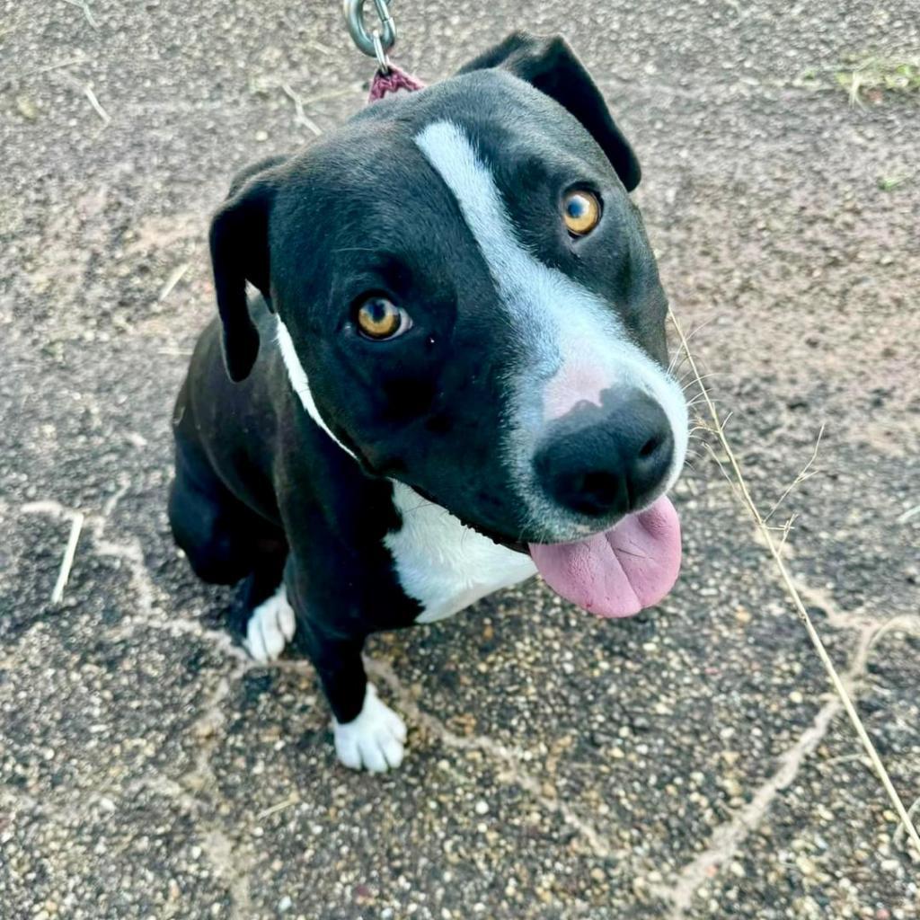 Sammy, an adoptable Mixed Breed in Natchitoches, LA, 71457 | Photo Image 6