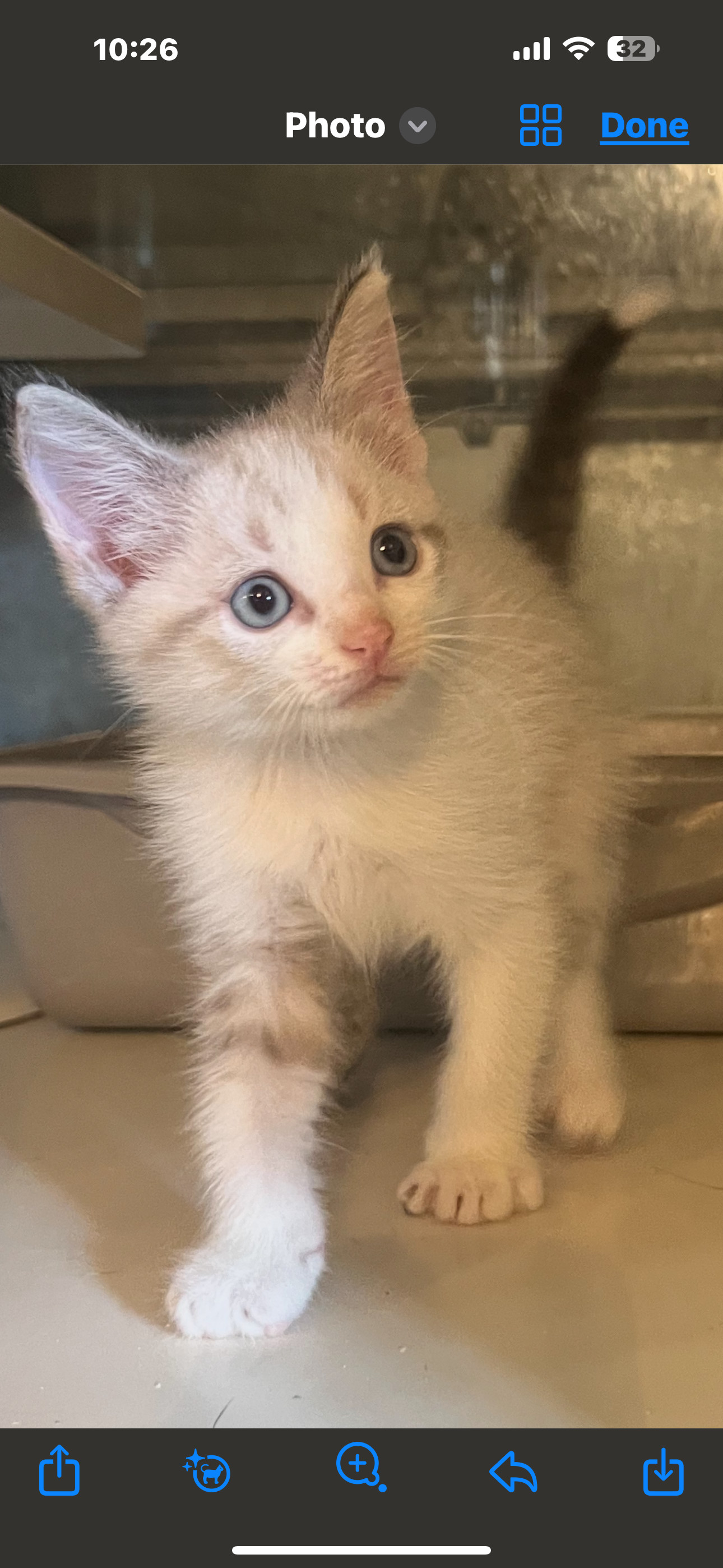 Justin, an adoptable Snowshoe, Siamese in Hammond, LA, 70403 | Photo Image 1