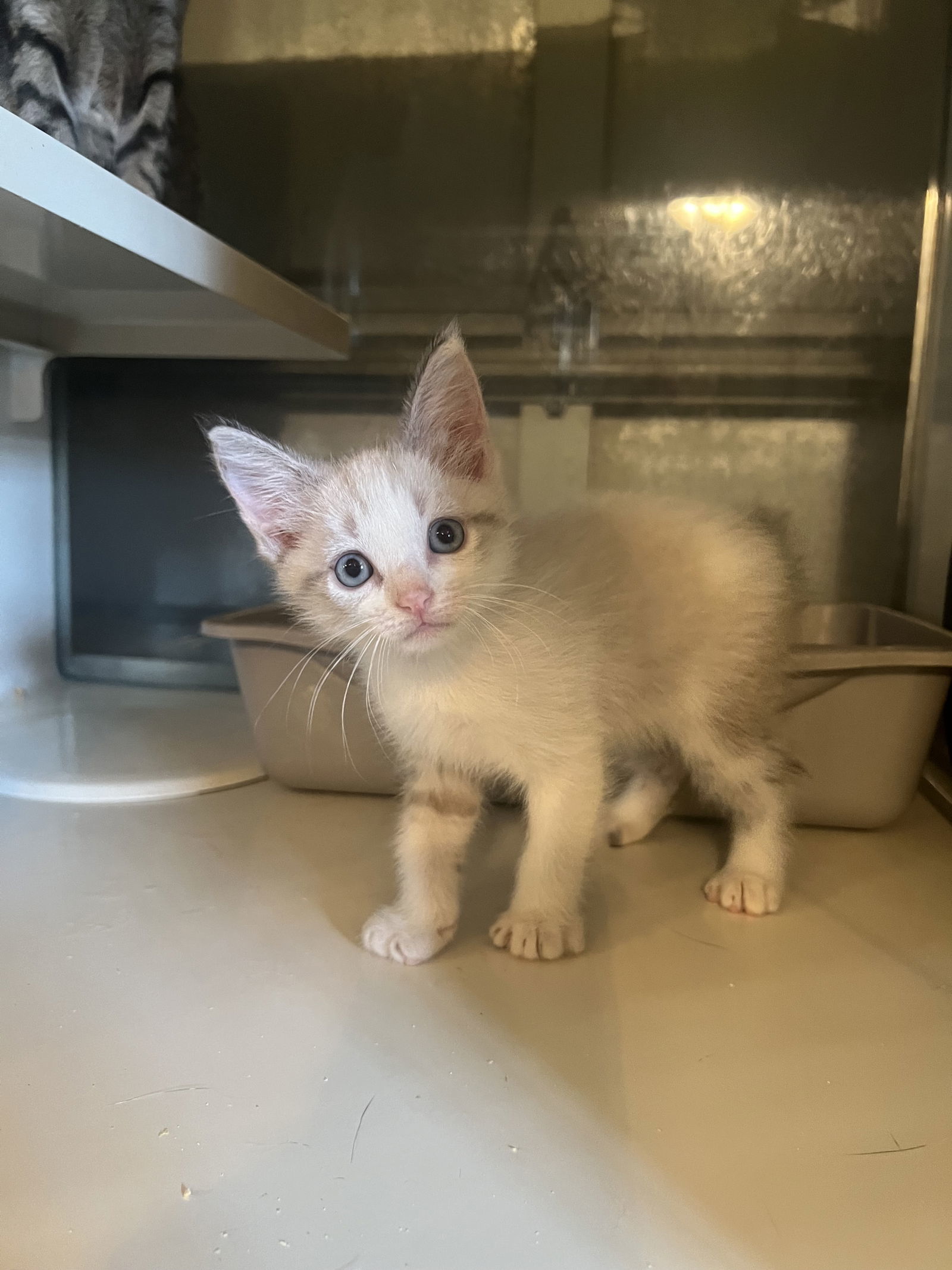 Justin, an adoptable Snowshoe, Siamese in Hammond, LA, 70403 | Photo Image 2