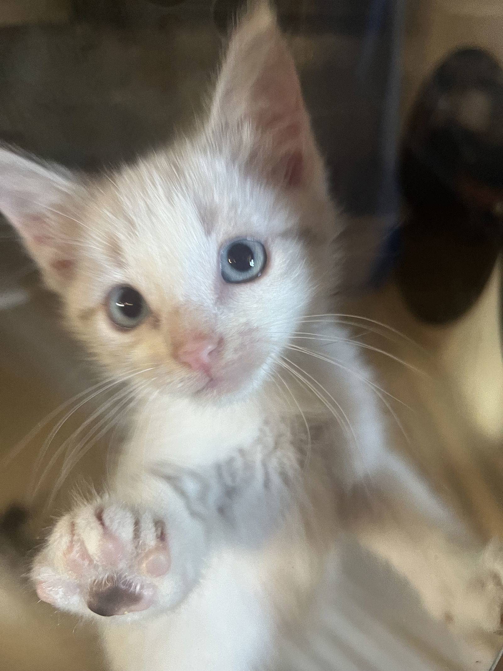 Justin, an adoptable Snowshoe, Siamese in Hammond, LA, 70403 | Photo Image 3