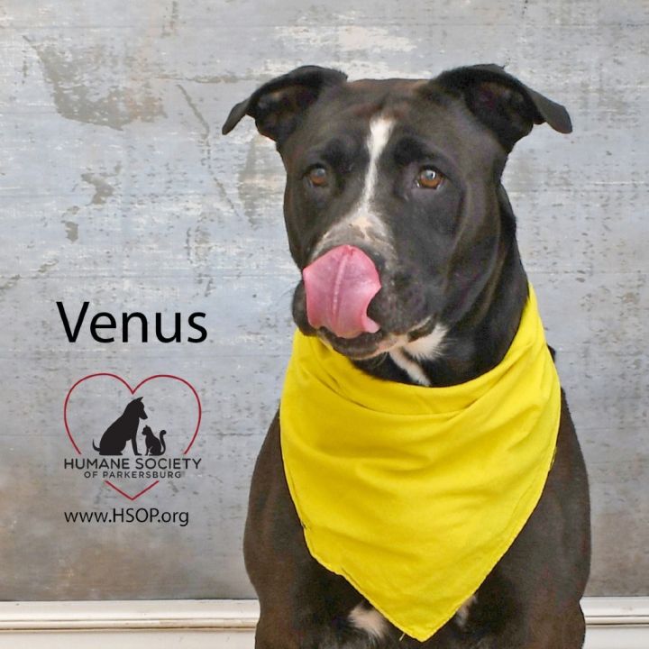 Venus 3