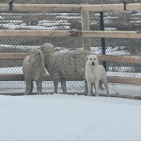 Lyra, an adoptable Great Pyrenees in Bellevue, ID, 83313 | Photo Image 1