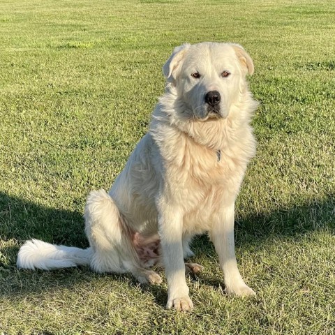 Dakota, an adoptable Great Pyrenees in Bellevue, ID, 83313 | Photo Image 1