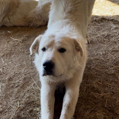 Dakota, an adoptable Great Pyrenees in Bellevue, ID, 83313 | Photo Image 2