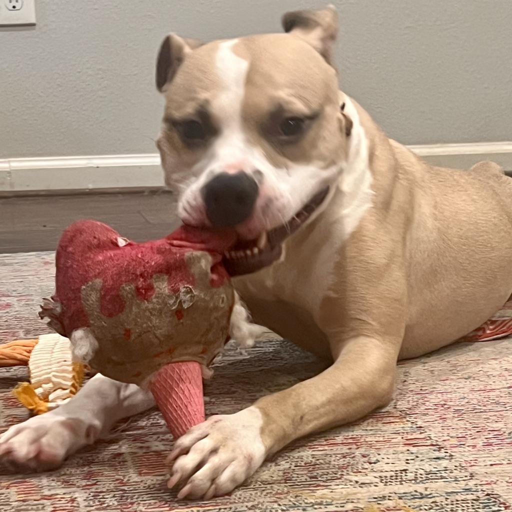 Phillip, an adoptable Pit Bull Terrier in Fort Collins, CO, 80526 | Photo Image 3