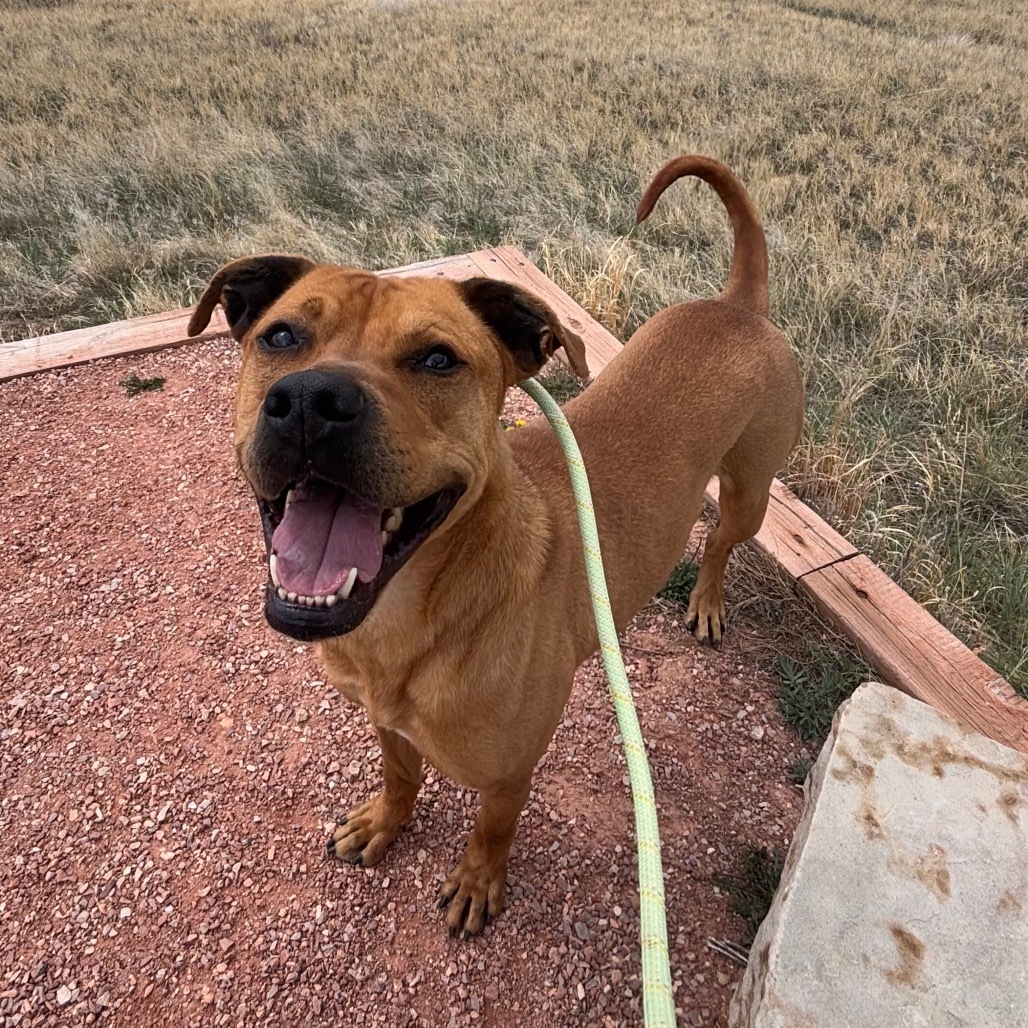 Sully, an adoptable Pit Bull Terrier in Fort Collins, CO, 80526 | Photo Image 1