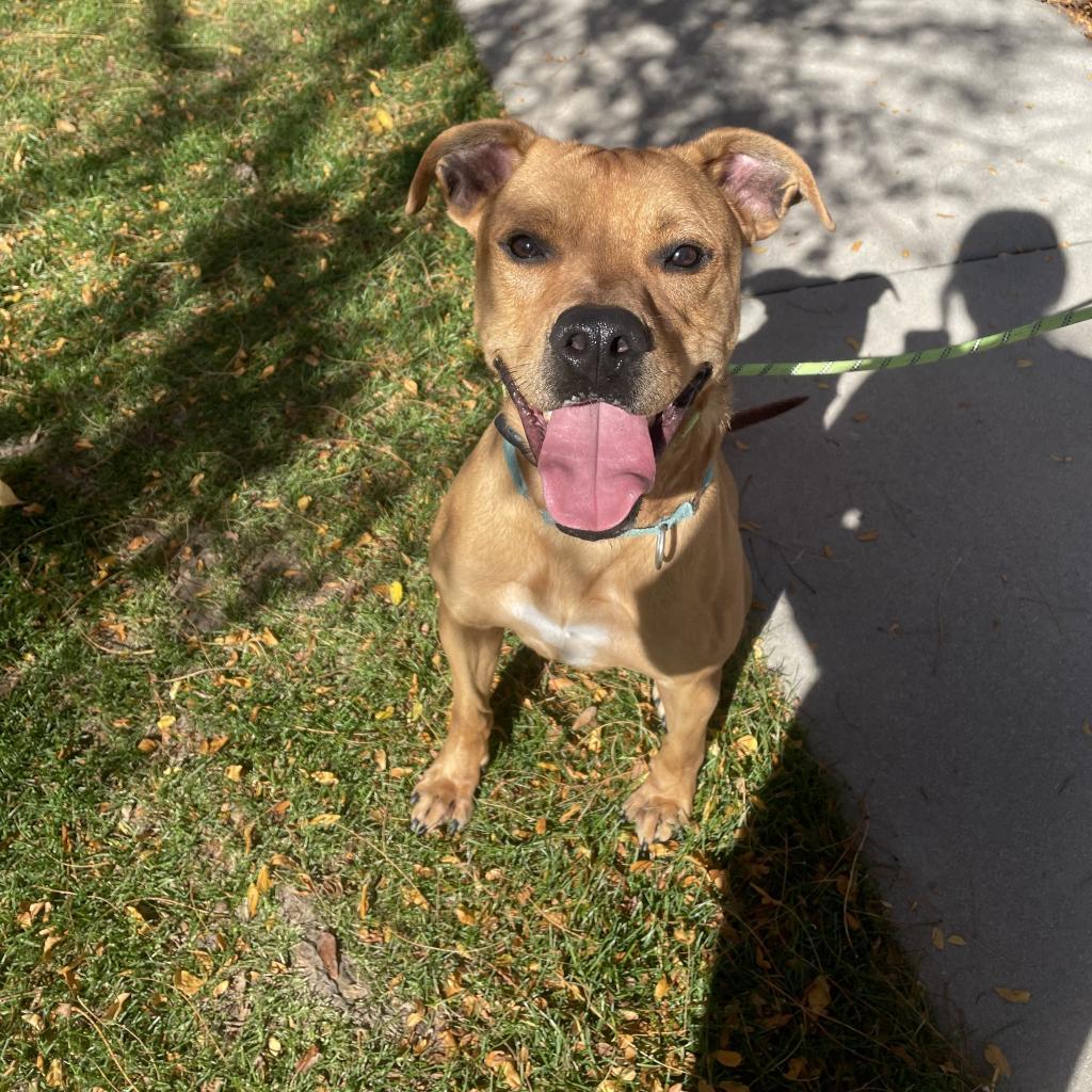 Sully, an adoptable Pit Bull Terrier in Fort Collins, CO, 80526 | Photo Image 2