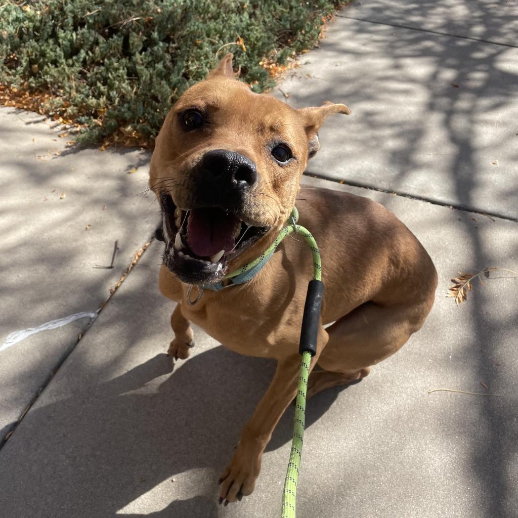 Sully, an adoptable Pit Bull Terrier in Fort Collins, CO, 80526 | Photo Image 3