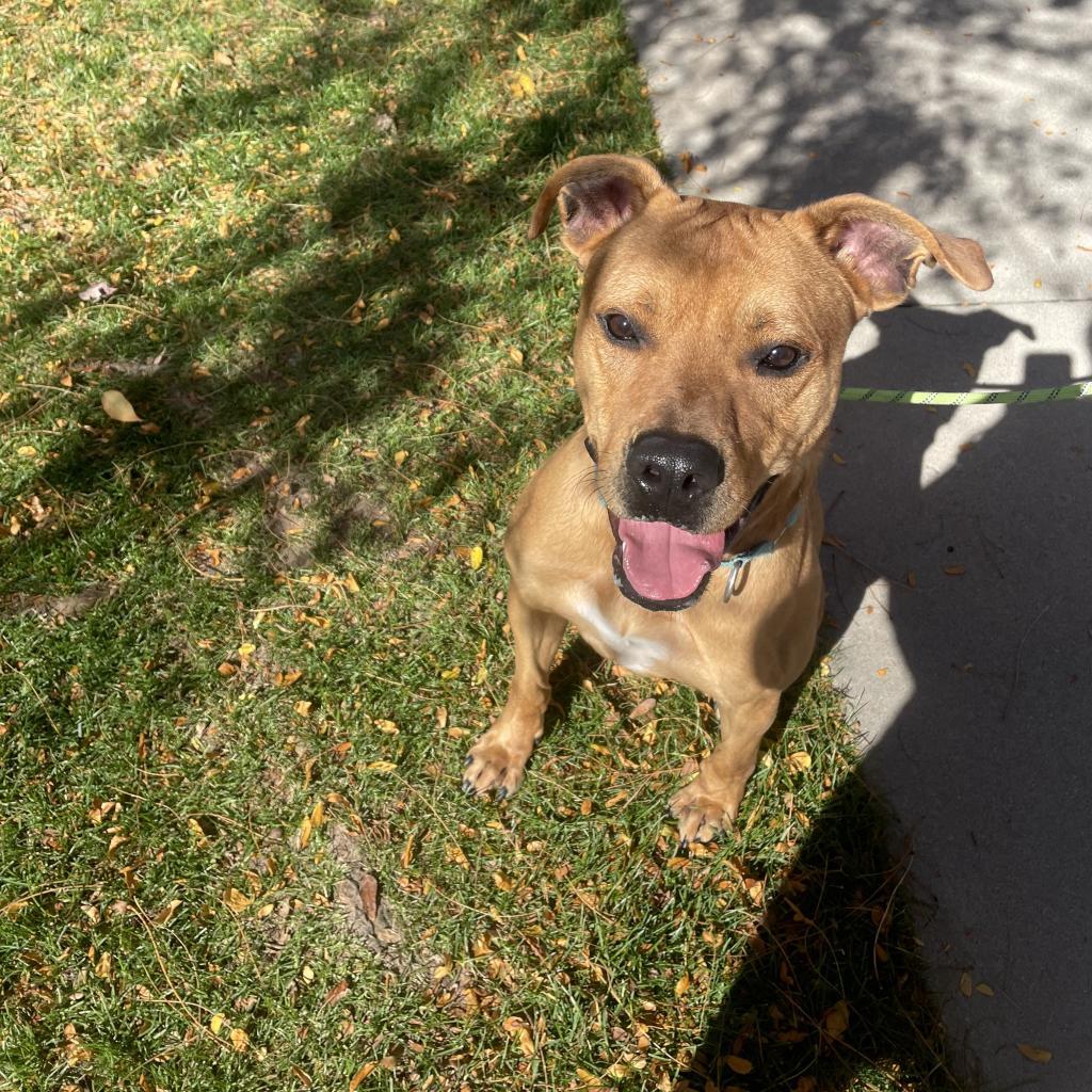 Sully, an adoptable Pit Bull Terrier in Fort Collins, CO, 80526 | Photo Image 4