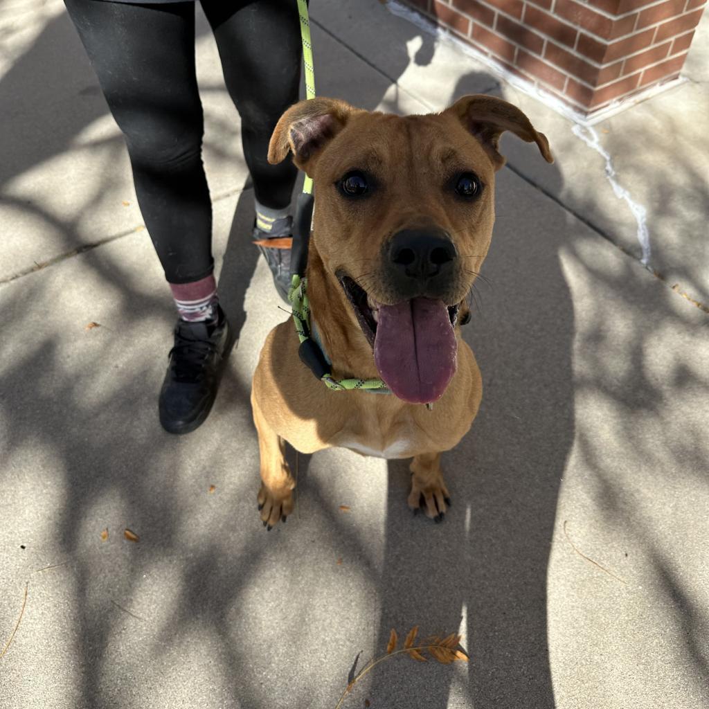 Sully, an adoptable Pit Bull Terrier in Fort Collins, CO, 80526 | Photo Image 6