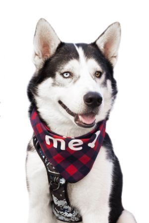 Lightning, Adult Male Siberian Husky