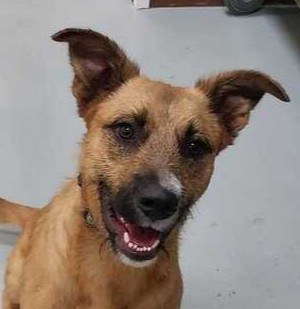 FALCON, an adoptable Terrier in Langley, BC, V2Y 3K1 | Photo Image 1