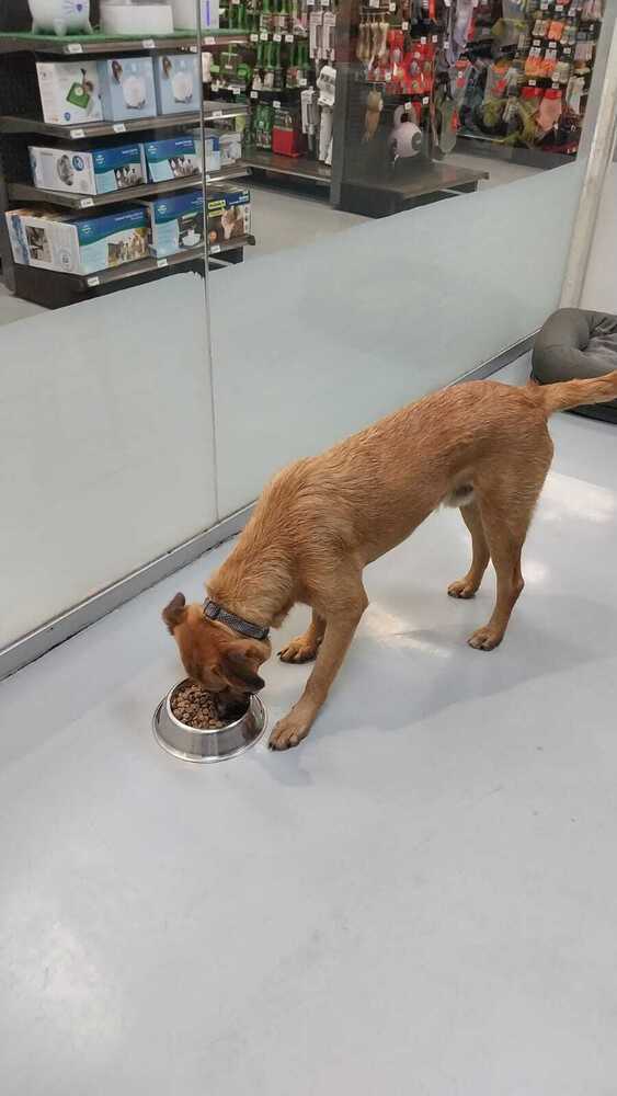 FALCON, an adoptable Terrier in Langley, BC, V2Y 3K1 | Photo Image 2