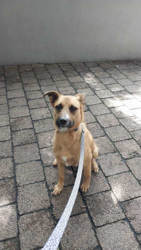 FALCON, an adoptable Terrier in Langley, BC, V2Y 3K1 | Photo Image 3