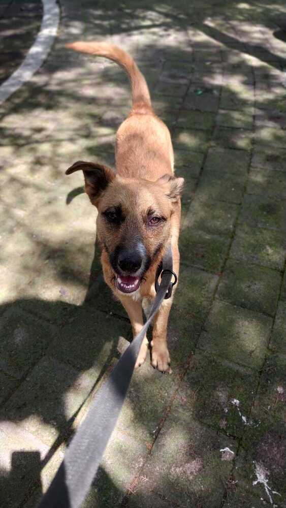 FALCON, an adoptable Terrier in Langley, BC, V2Y 3K1 | Photo Image 4