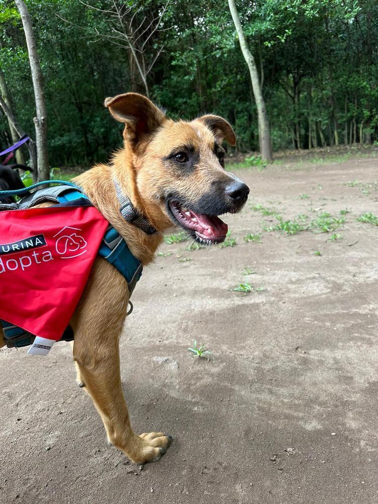 FALCON, an adoptable Terrier in Langley, BC, V2Y 3K1 | Photo Image 6