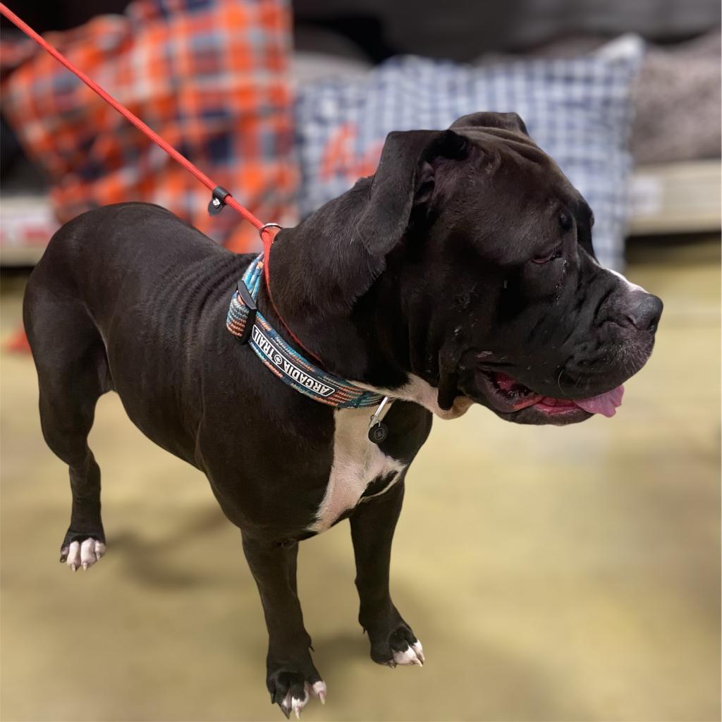 Joanie, an adoptable Bullmastiff, Mixed Breed in Hagerstown, MD, 21740 | Photo Image 1